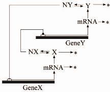 Two-gene network