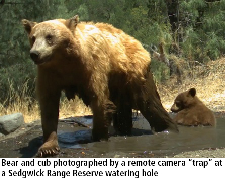 photo of bear and cub