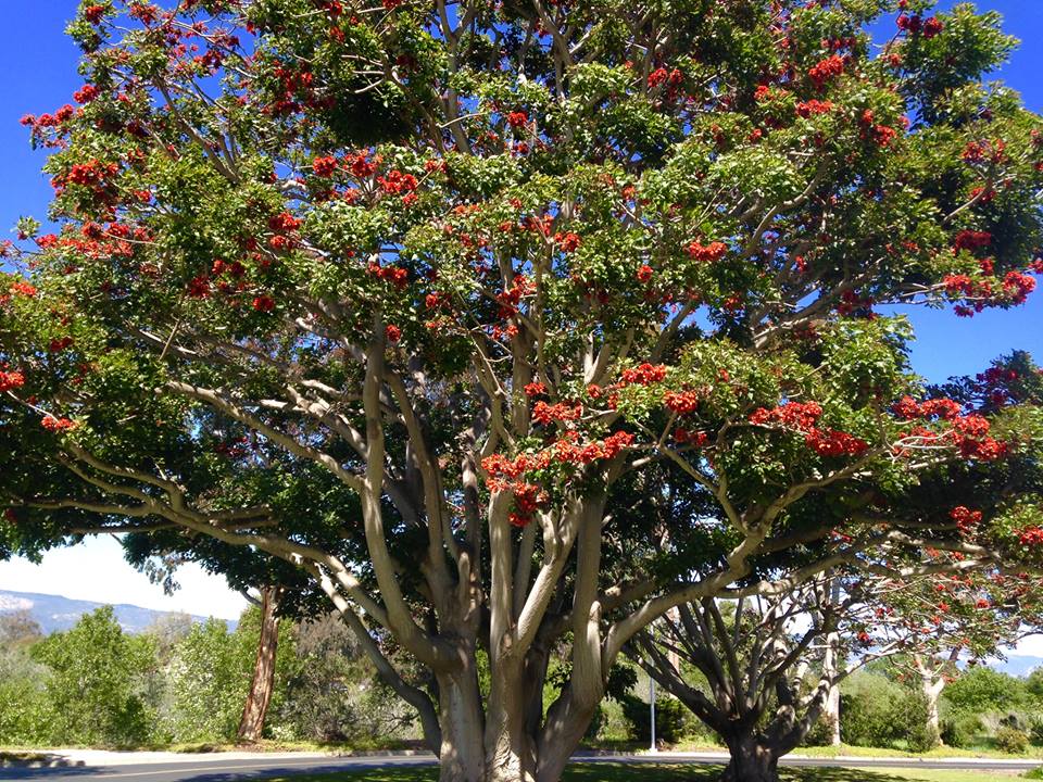 Photo of a majestic tree in Goleta, CA