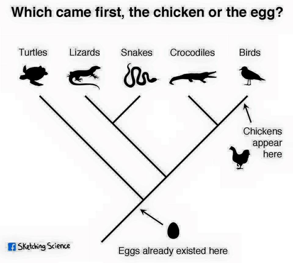 Science answers the chicken-versus-egg question