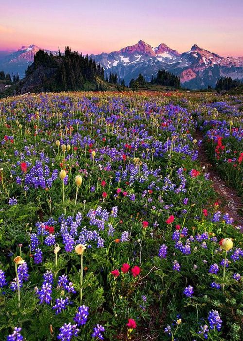 Photo of colorful flowers in an unspecified field, with mountains in the background