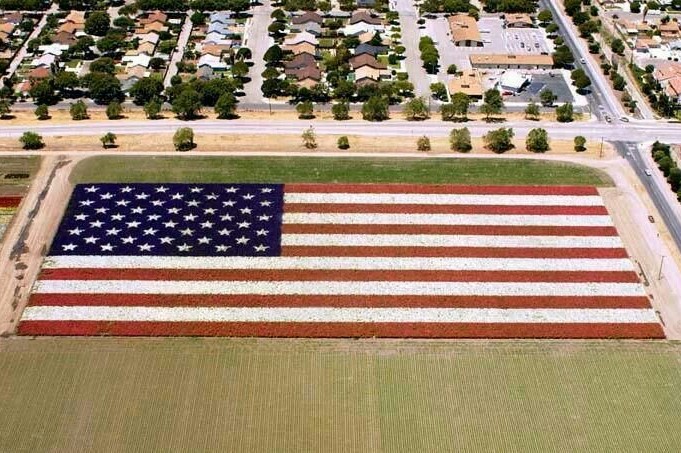 Lompoc flower field, with red, white, and blue flowers forming the American flag
