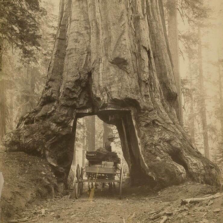You have seen similar photos, with a car going through the tree, but this one's from 1879, when horse-drawn carriages were the norm