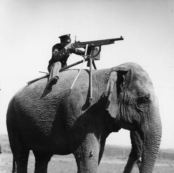 Elephant-mounted machine gun from World War I