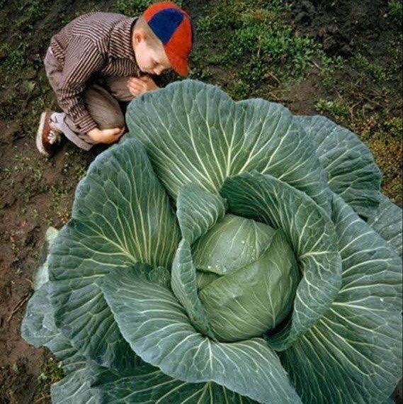 Little boy examining a super-size cabbage, Alaska, 1959