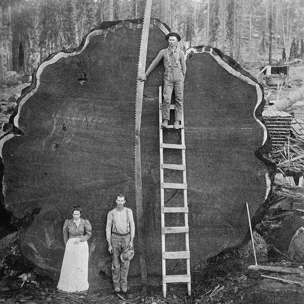 California redwood loggers, early 20th century