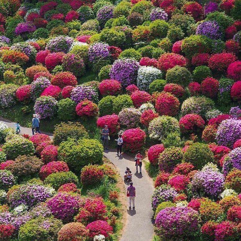 Flower Paradise, Japan