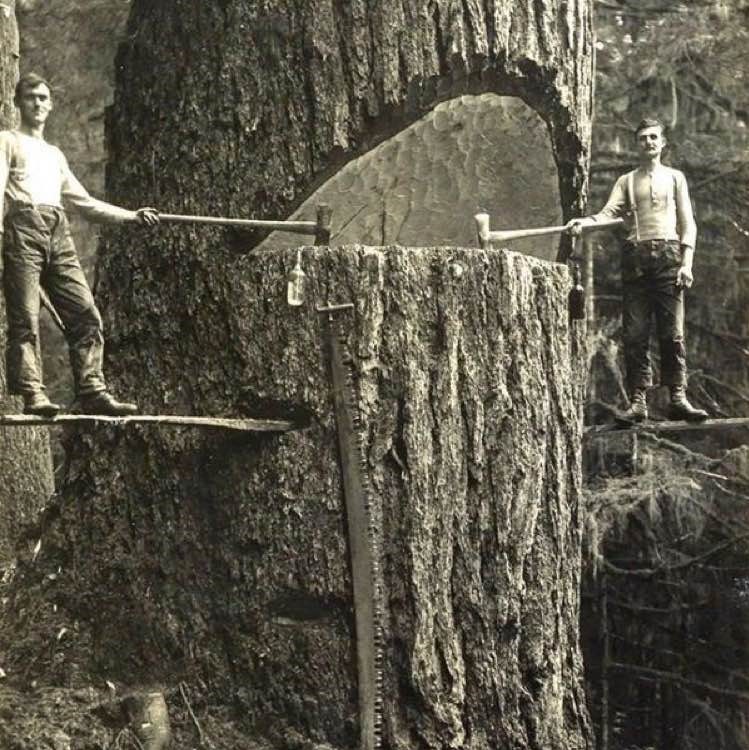 Two lumberjacks on a big tree in the Pacific Northwest, 1915