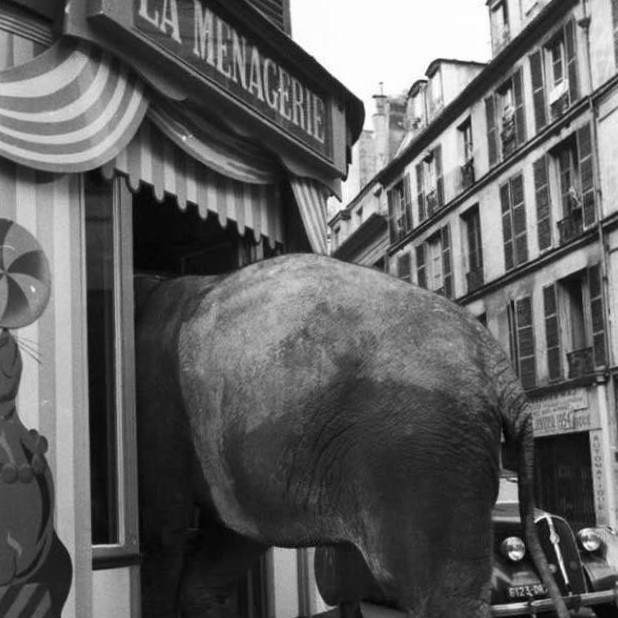 Elephant goes shopping in this Georges Dambier photo, Paris, 1950s