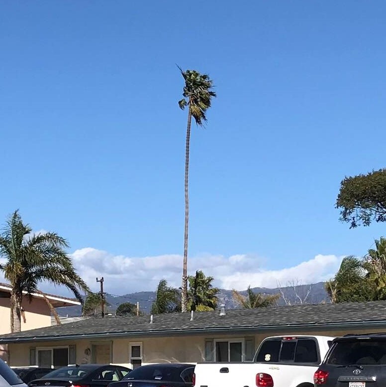 The lone tall palm tree I see, as I walk home from work