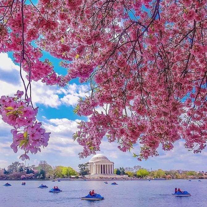 Cherry blossoms, across from Jefferson Memorial, Washington, DC
