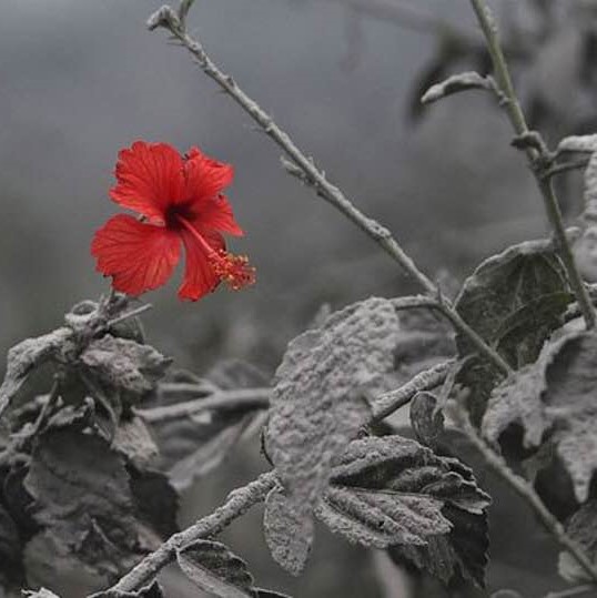 Flower grows undisturbed, after volcanic eruption covers everything with ash