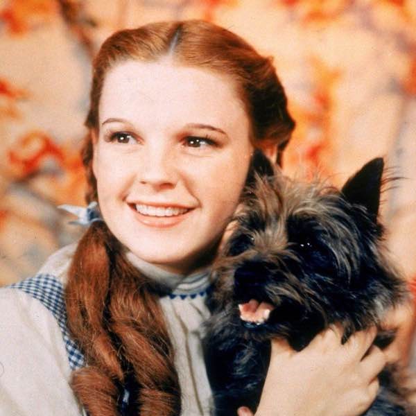 A 16-year-old Judy Garland as Dorothy Gale, holding Toto, 1939