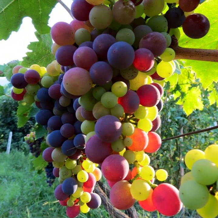 Super-colorful grapes