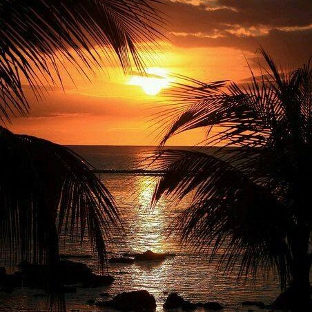 Sunset with beach palms