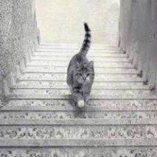 Different version of a classic optical illusion: Is the cat going up or down the stairs?