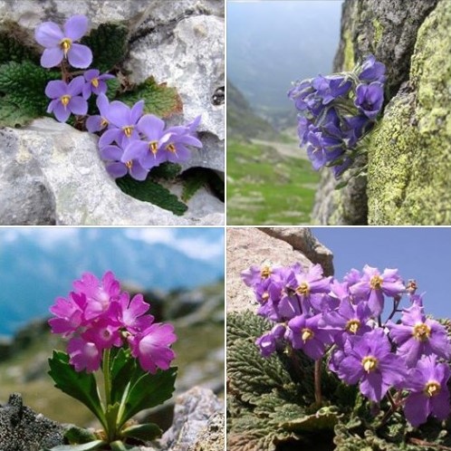 Flowers in different shades of purple growing in rocks