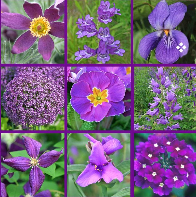 More flowers in purple shades