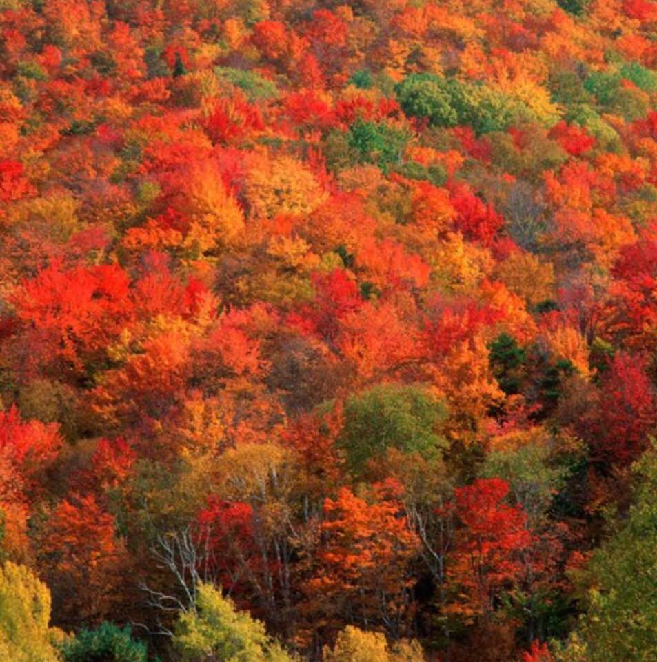 Fall has arrived: Happy new school year to students, teachers, and others in academia!