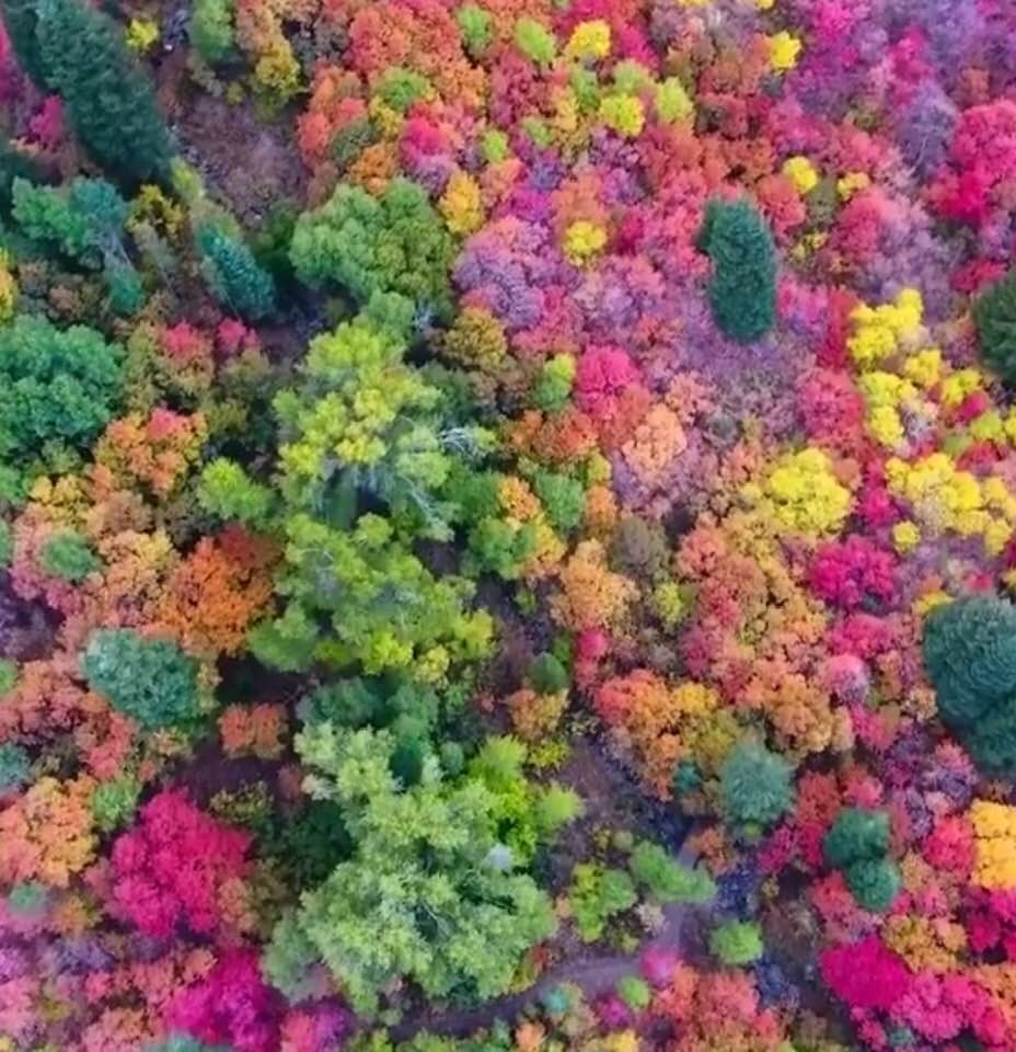 Fall colors in Utah, USA