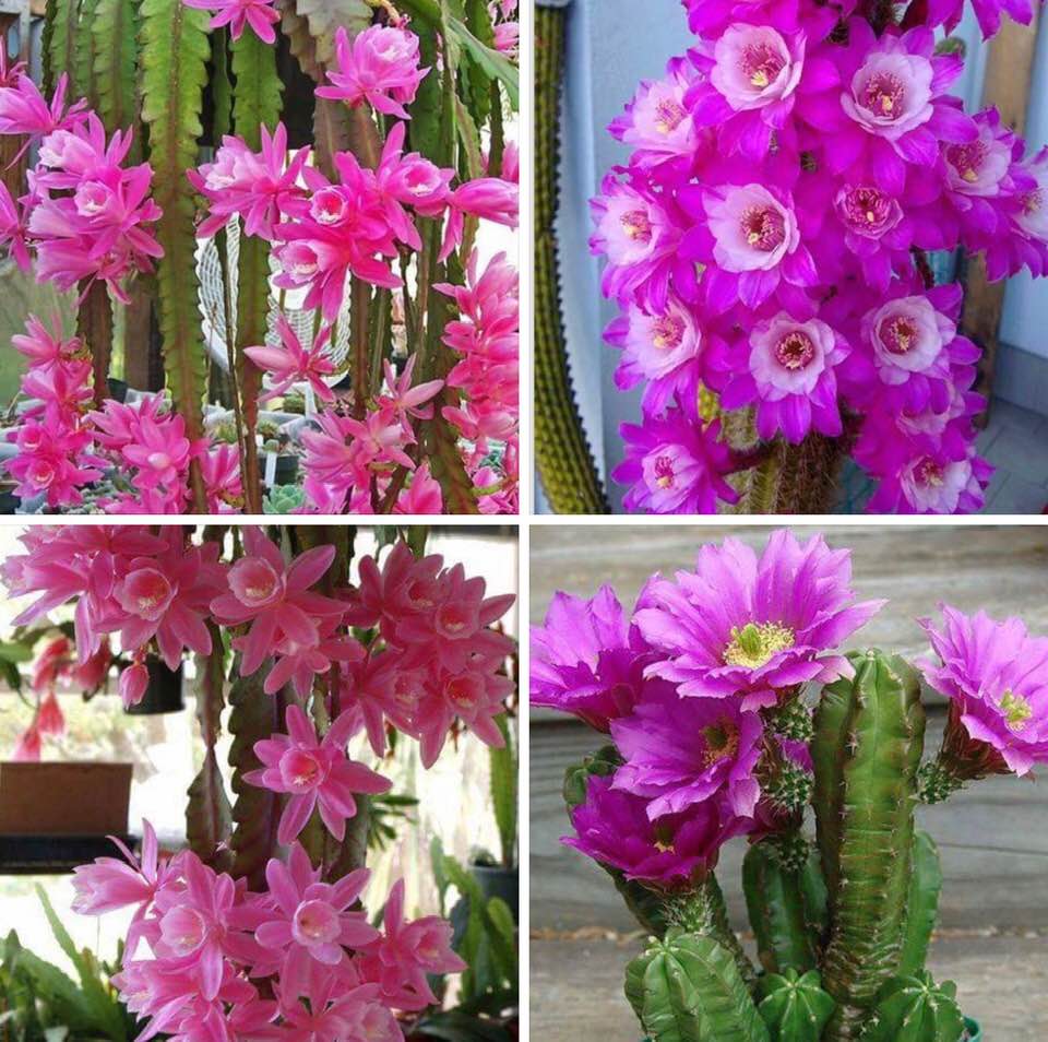 Cactus flowers, Batch 1: Purple