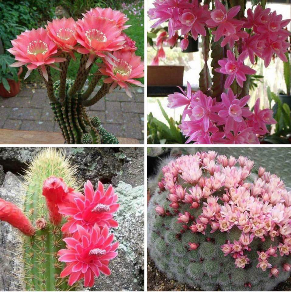 Cactus flowers, Batch 2: Pink