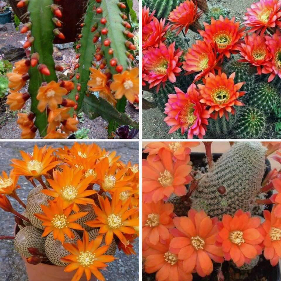 Cactus flowers, Batch 3: Orange