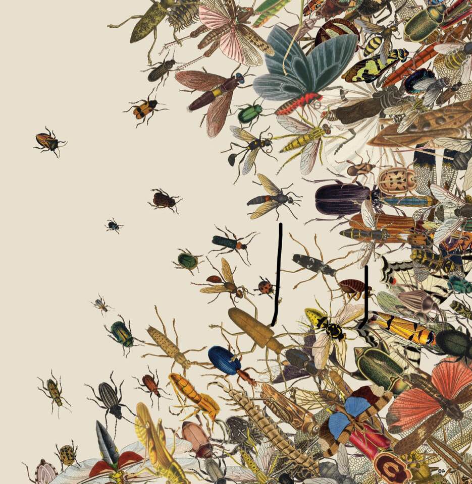 Image from NYT article on dwindling insect populations