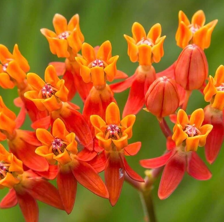 Colorful red and orange wildflowers, Photo 2