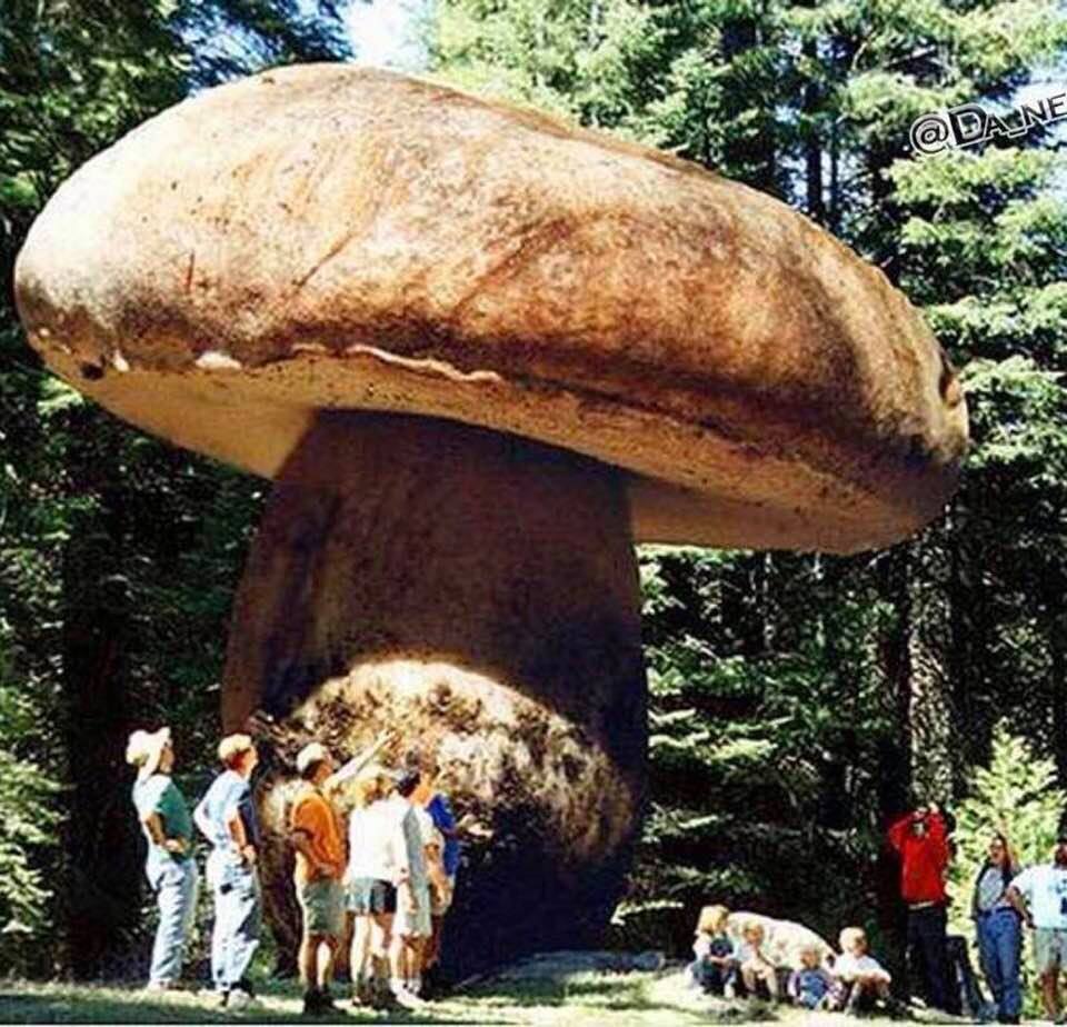 Oregon's monster mushroom: The world's largest living organism is 2400 years old