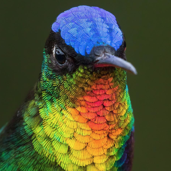 The colorful fire-throated hummingbird