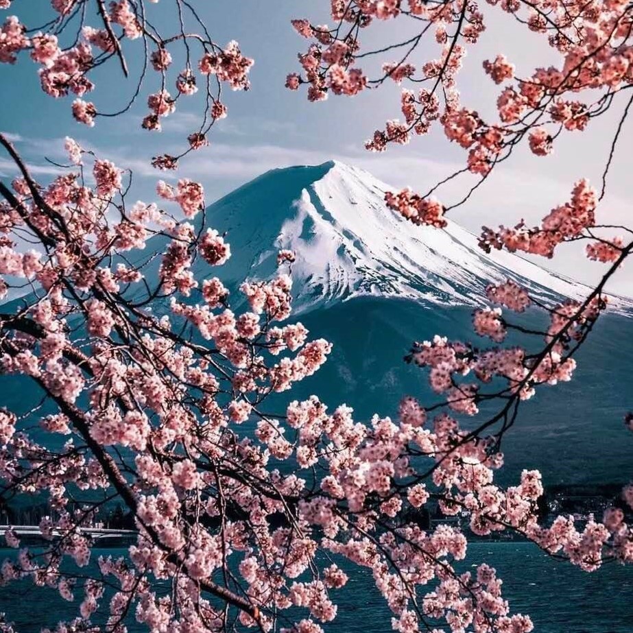 Spring in Japan: Mt. Fuji