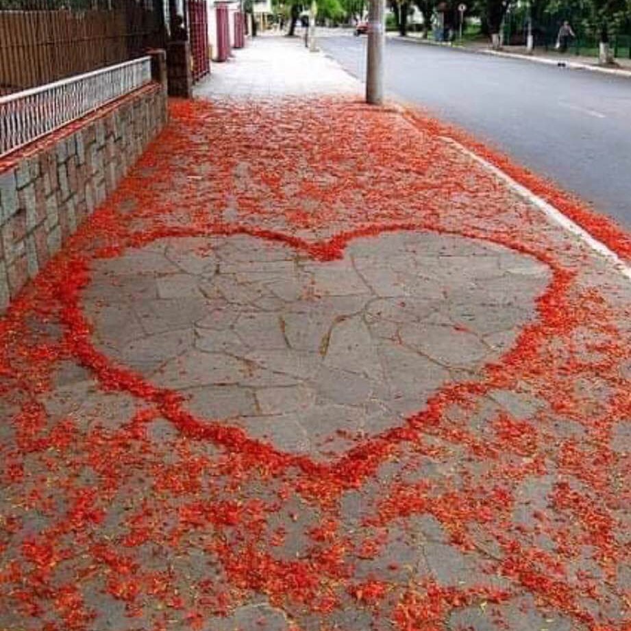 Message of love in a photo of fallen blossoms