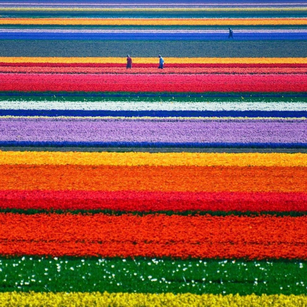 Visually pleasing photos that can make you smile: Perfect rows of flowers
