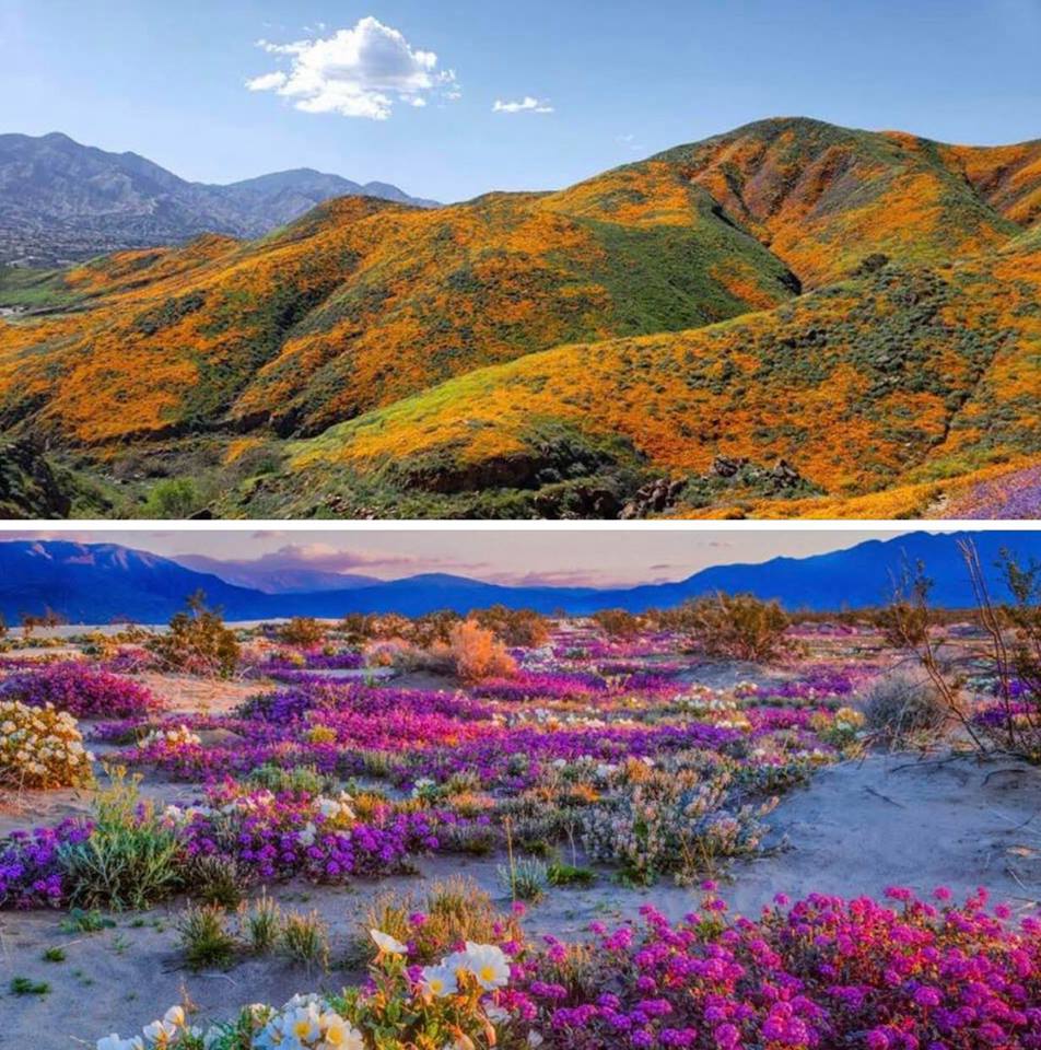 Two more photos of spring 2019 in post-drought California's mountains and deserts