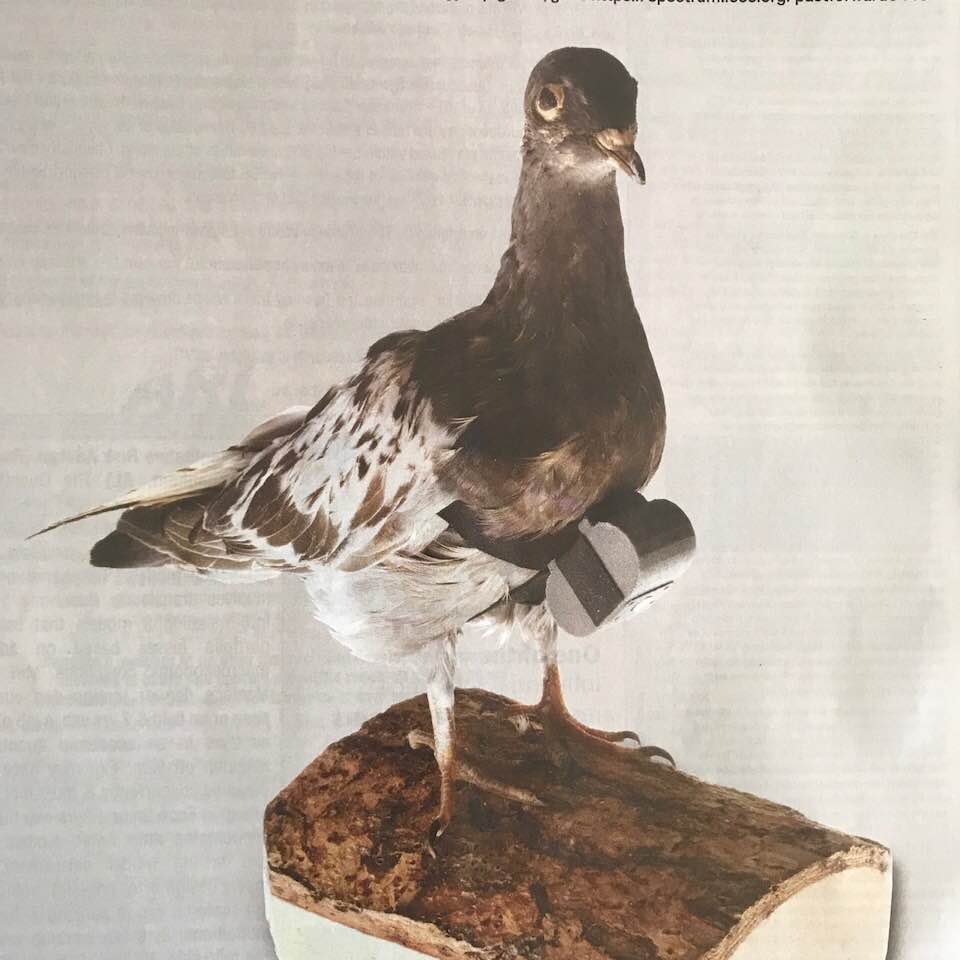 CIA's spy pigeon, deployed in the 1970s