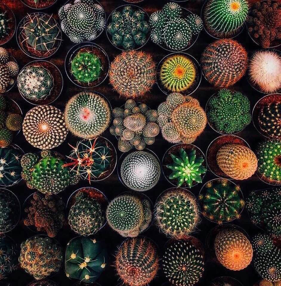Wondrous patterns of nature: Cacti in Mexico, posted by Orgullo Wixarika