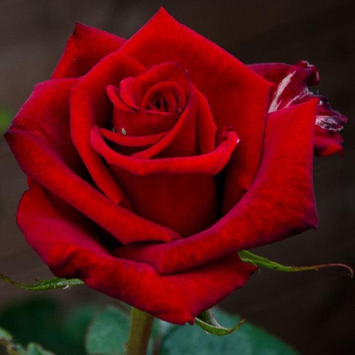 Heavenly flower: Single red rose