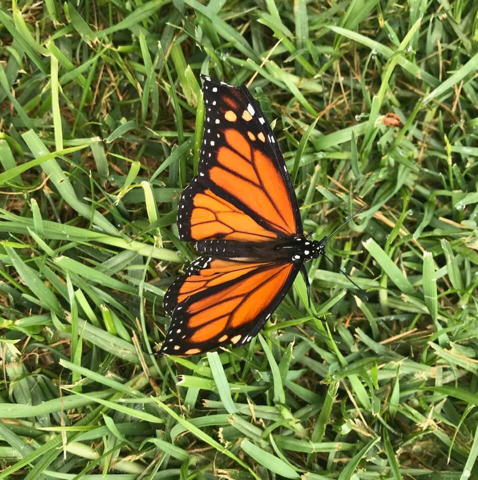 Monarch butterfly: Surprise visitor on my front lawn late this Sunday morning