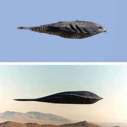 Falcon: Inspiration for the B2 Stealth Bomber?