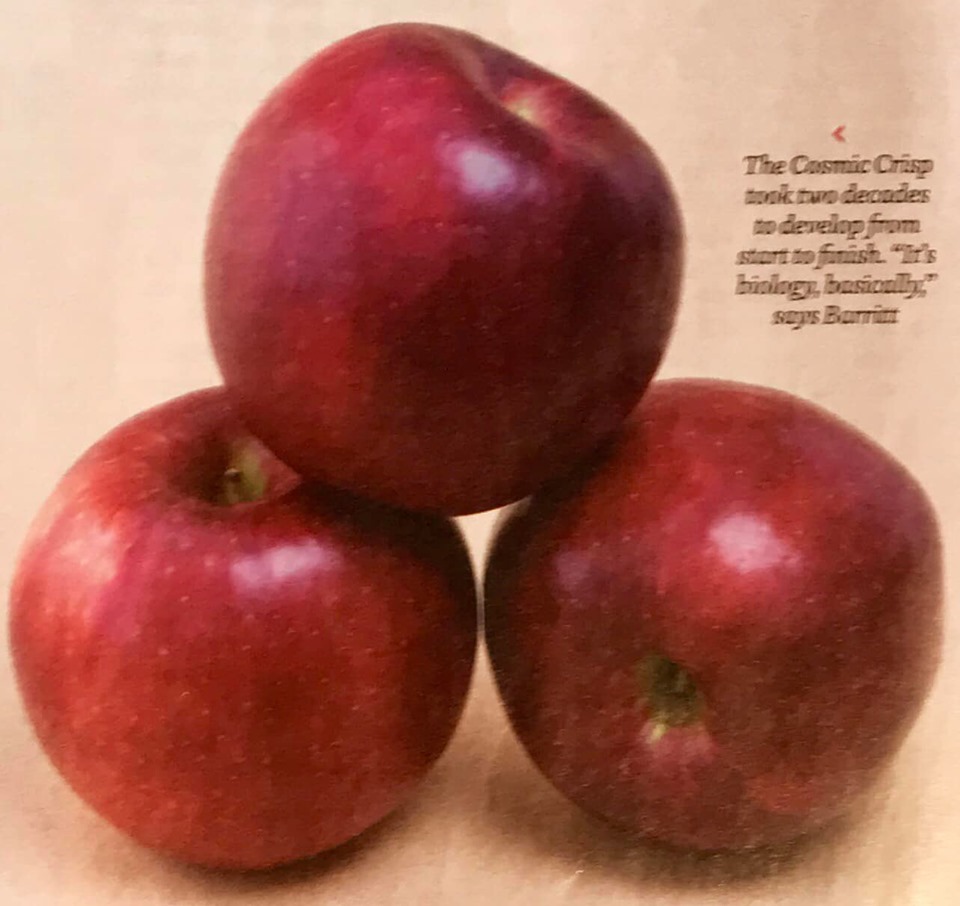 Washington State's newly introduced apple variety, 'Cosmic Crisp'