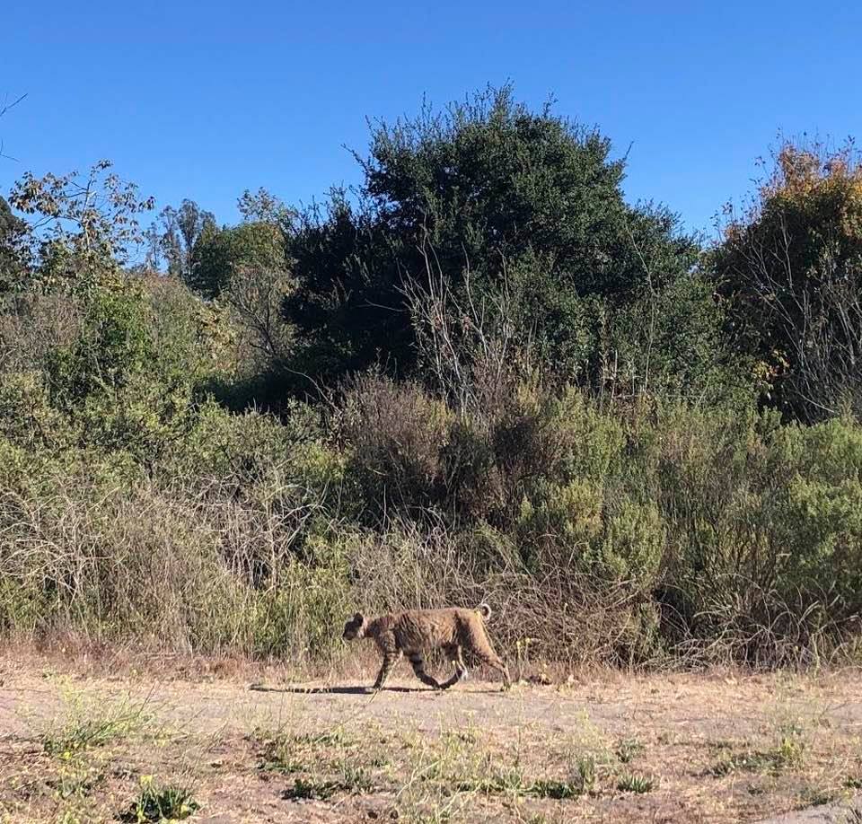 The bobcat that has been roaming in the wilderness around my housing complex for the past few weeks