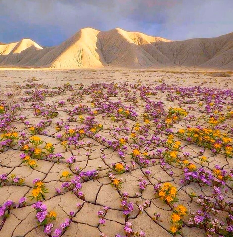 Beautiful life springs in the desert of Atacama, Chile