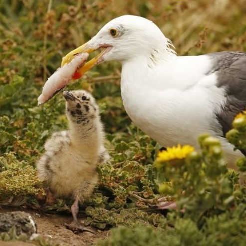 Sea gulls are changing their habitat on Santa Barbara Channel Islands, Photo 2