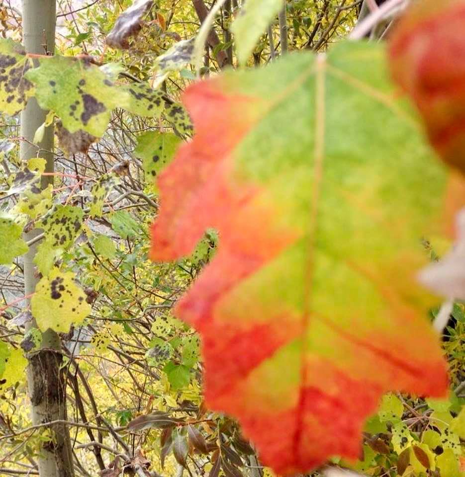 Fall foliage on Kolakchal Mountain, Tehran, Iran: Photo 3