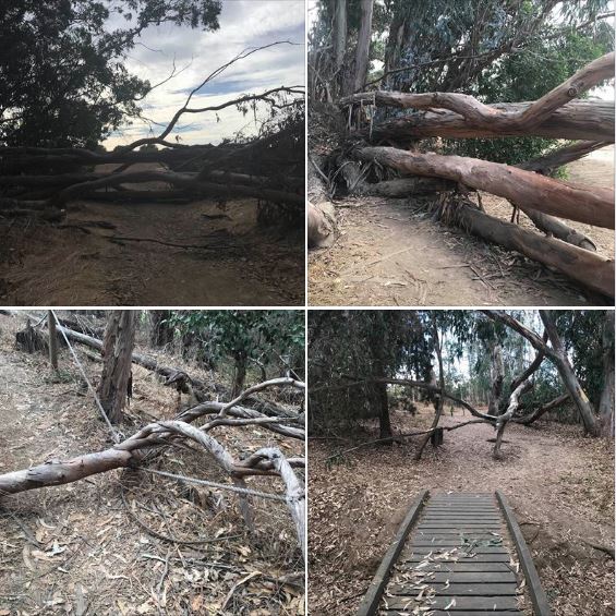 Ellwood Mesa Open Space photos: California's long drought has taken its toll on the trees in this area