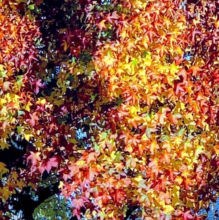 Autumn in Palo Alto, California