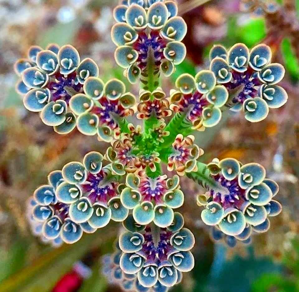 The succulent plant known as 'mother of thousands'