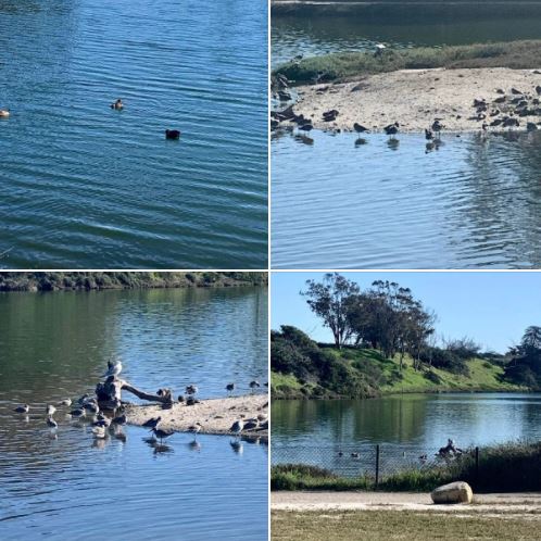 At the beautiful UCSB campus lagoon: Batch 2 of photos