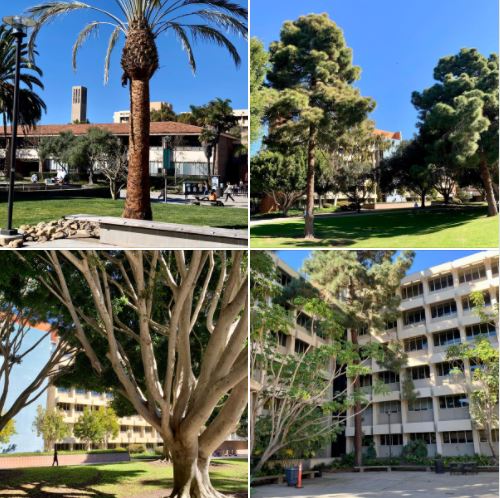 Today, at UCSB: Photos shot around the Library Plaza and Harold Frank Hall: Batch 2